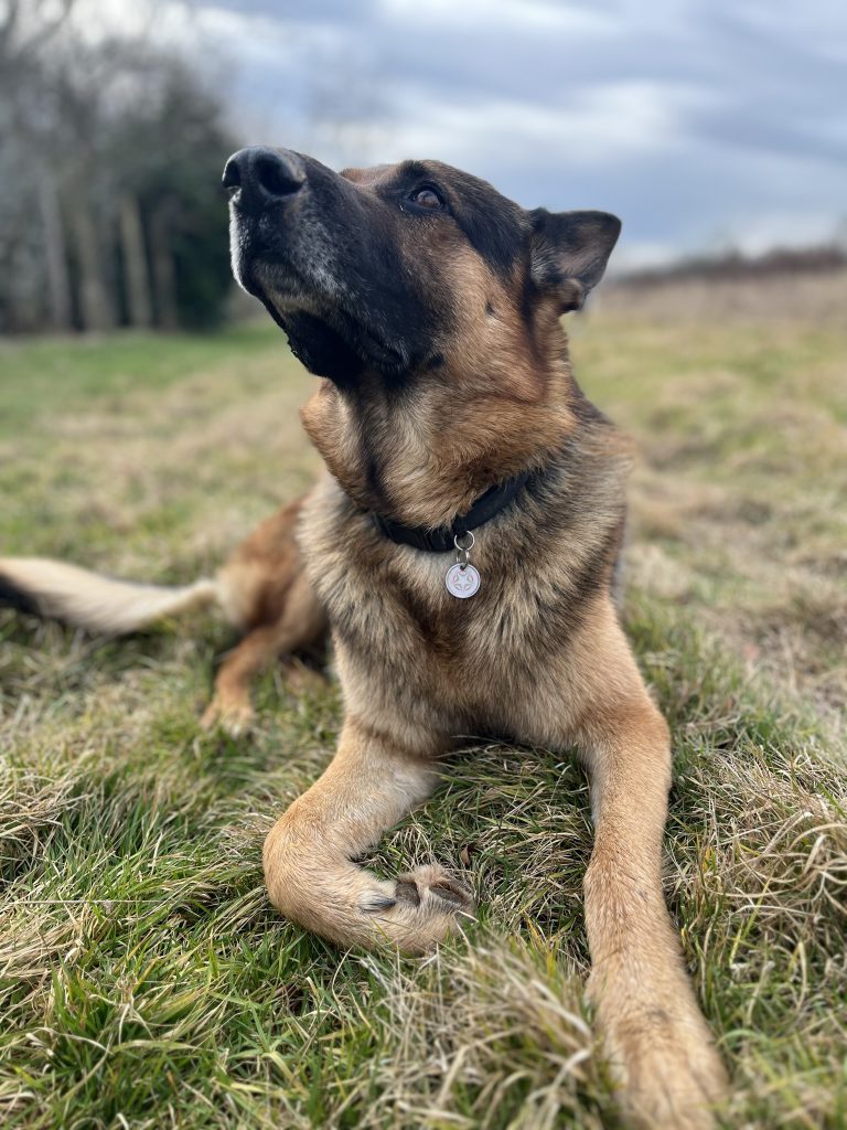 Juju couché dans un champ et qui regarde vers le ciel