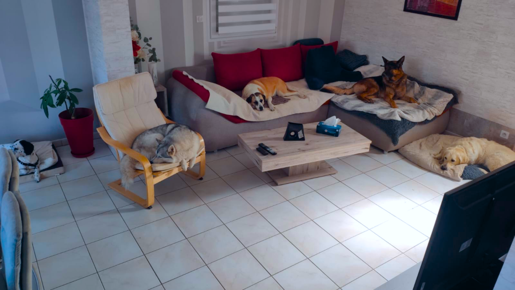 Plusieurs chiens dans notre pension canine en haute saône, dans un salon couchés sur le canapé