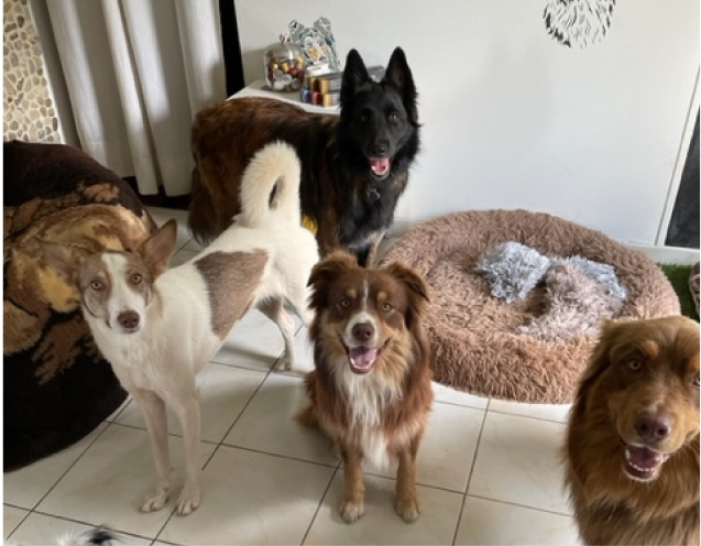 notre pension canine et ses poilus attendent votre chien