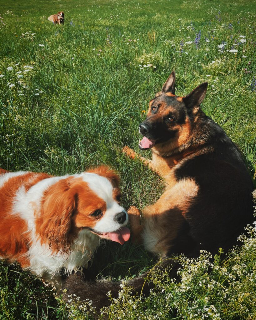 cavalier king charles et berger allemand